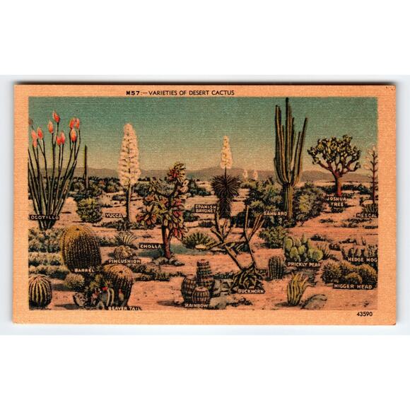 Vintage Varieties of Desert Cactus Postcard by Sandoval News Co. - Picture 1 of 2
